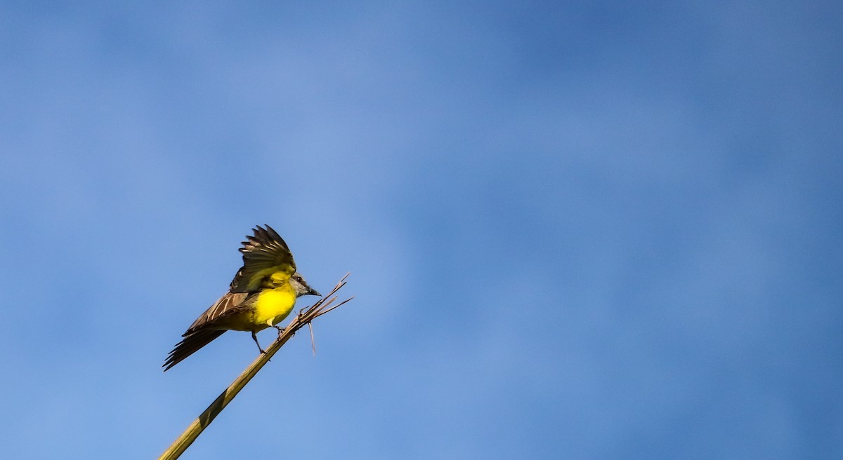 Tropical Kingbird - ML646710117