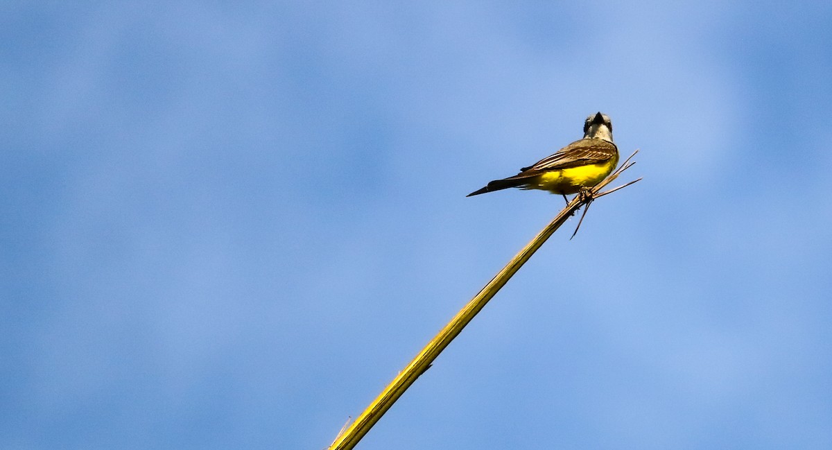 Tropical Kingbird - ML646710118