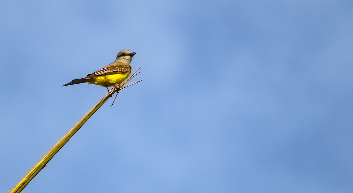 Tropical Kingbird - ML646710119