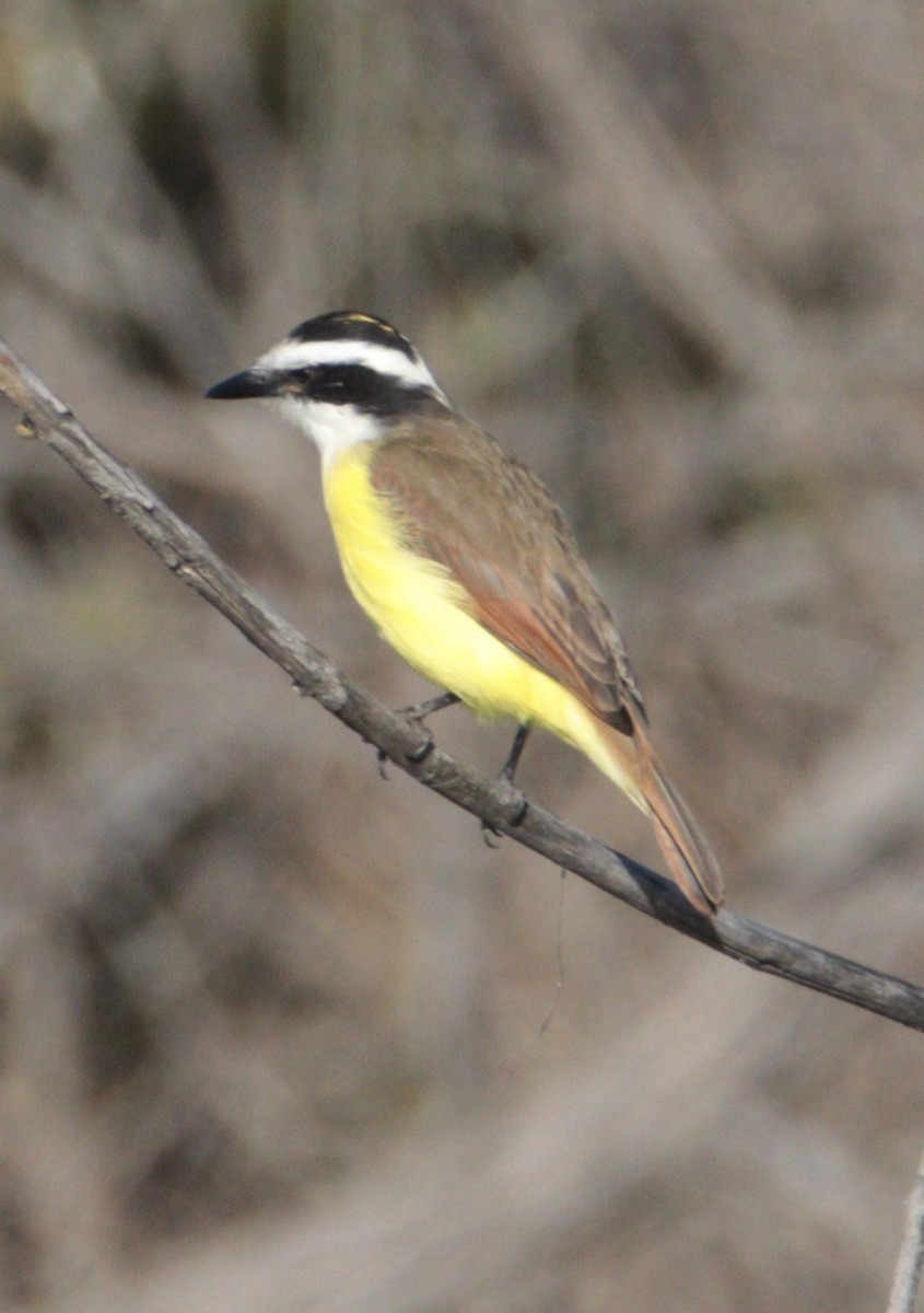 Great Kiskadee - ML646710120
