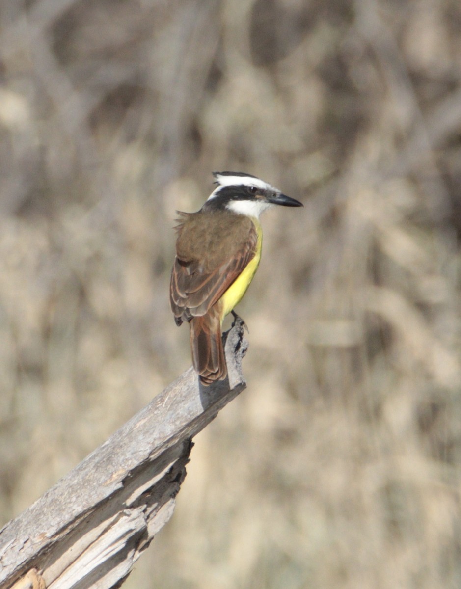 Great Kiskadee - ML646710121