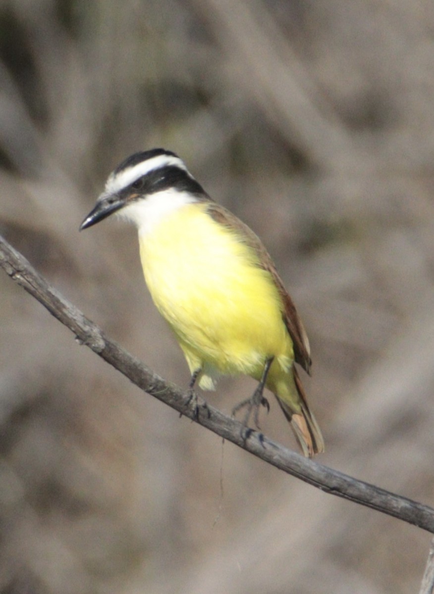 Great Kiskadee - ML646710122