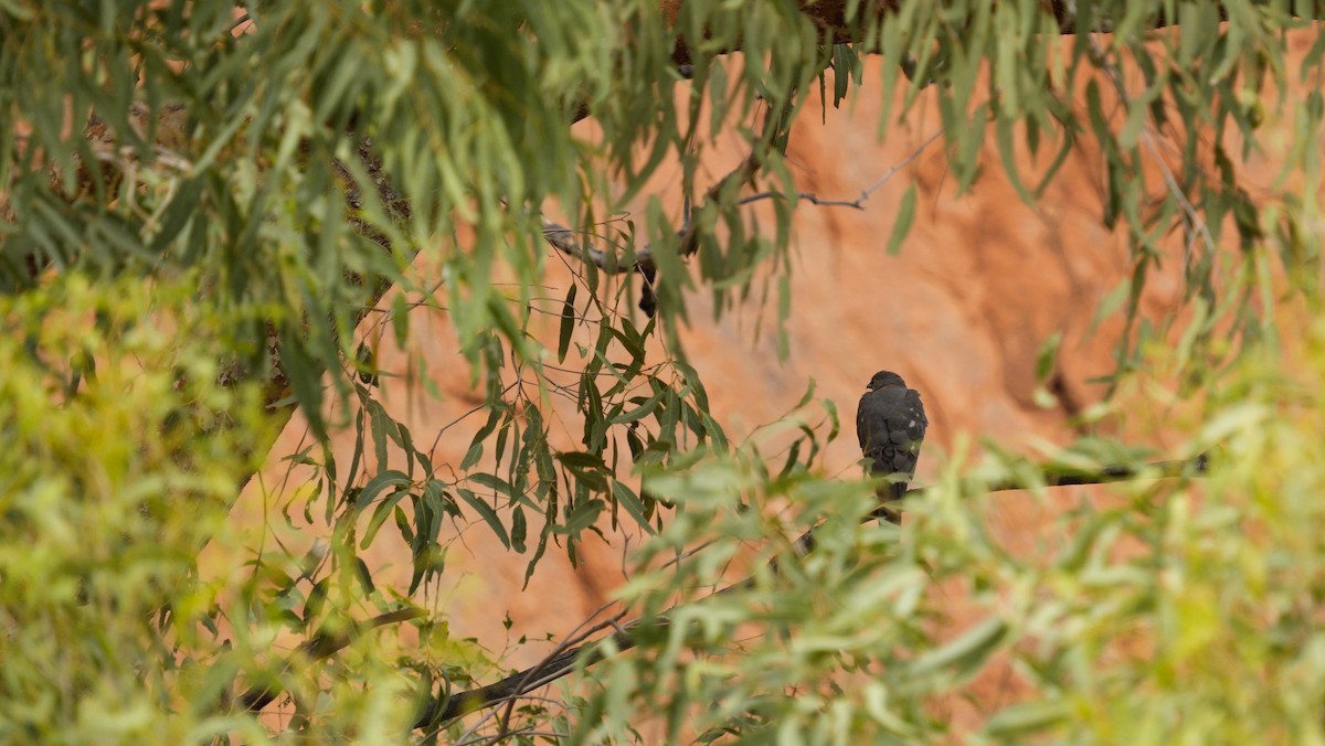 Collared Sparrowhawk - ML646710125