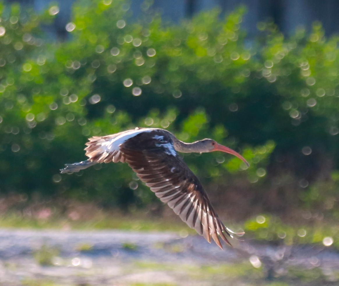 White Ibis - ML646710126