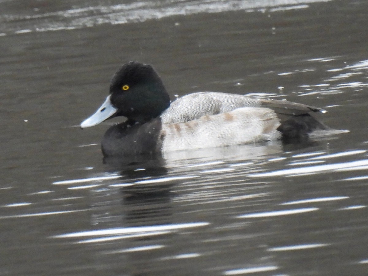 purpurhodeand - ML646710135