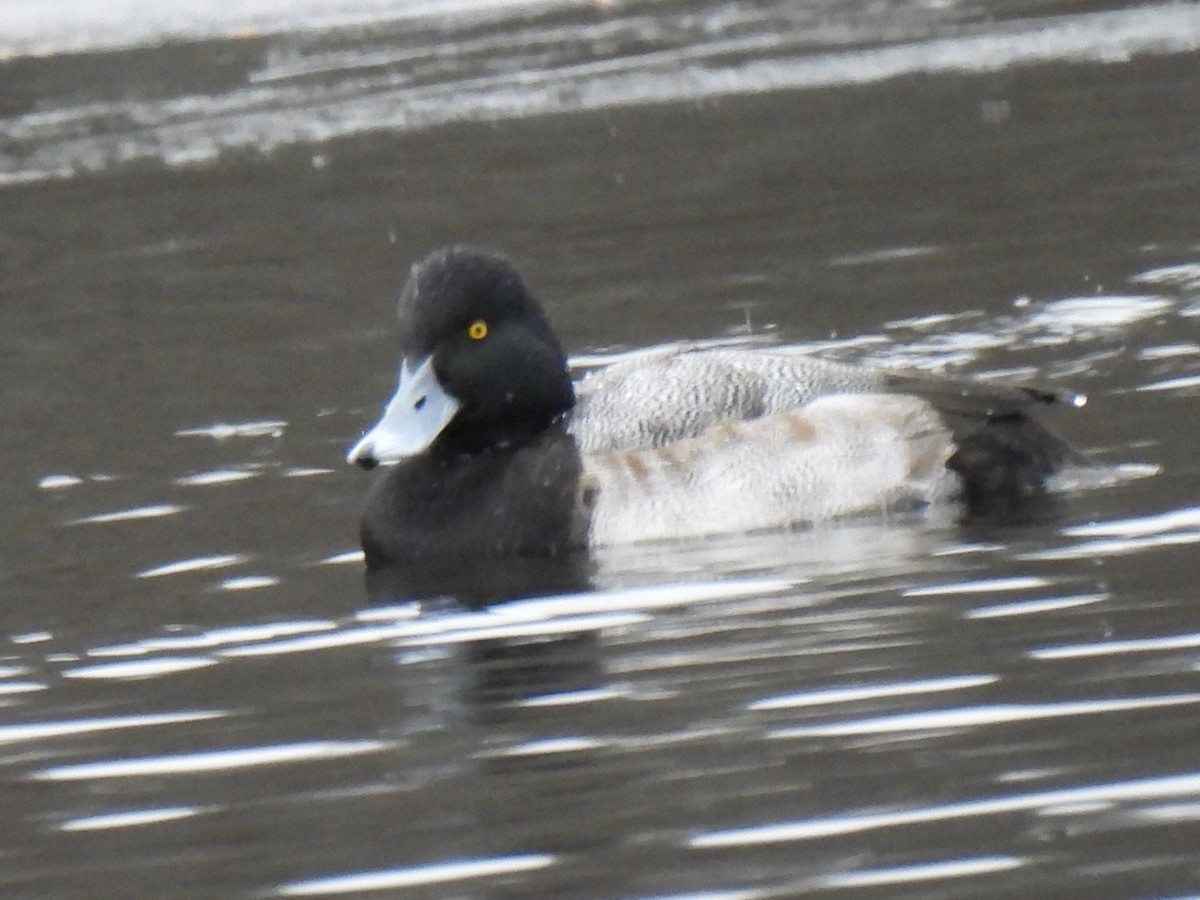 purpurhodeand - ML646710136