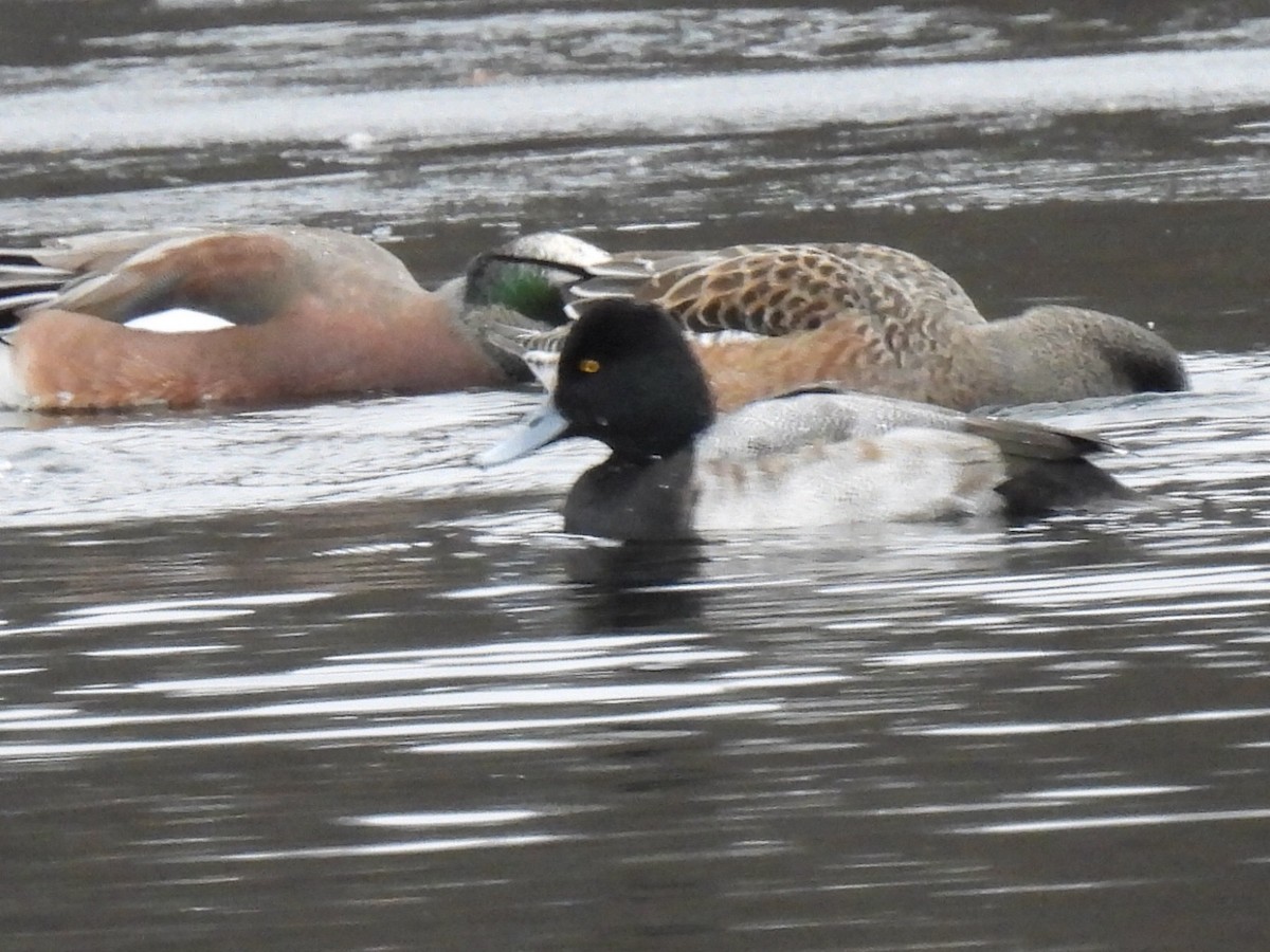 purpurhodeand - ML646710137