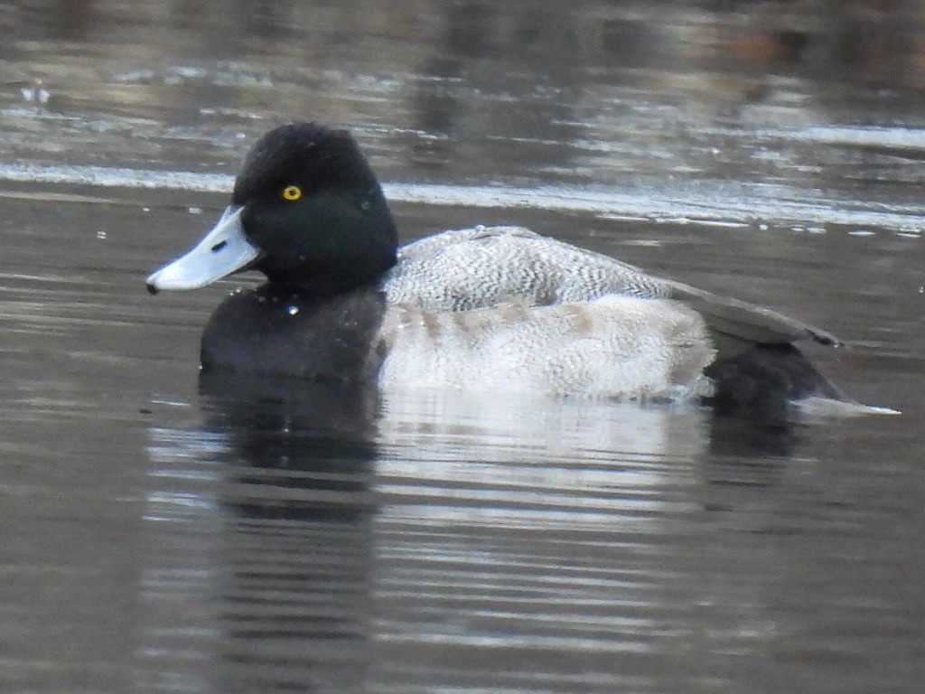 purpurhodeand - ML646710138