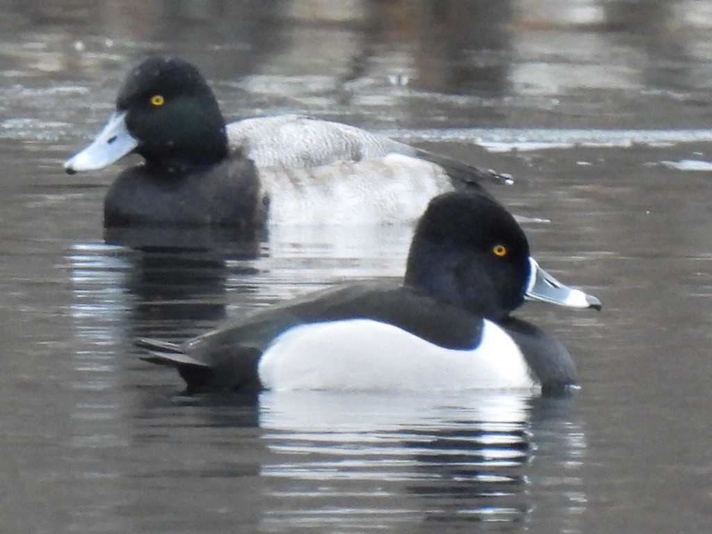 purpurhodeand - ML646710139