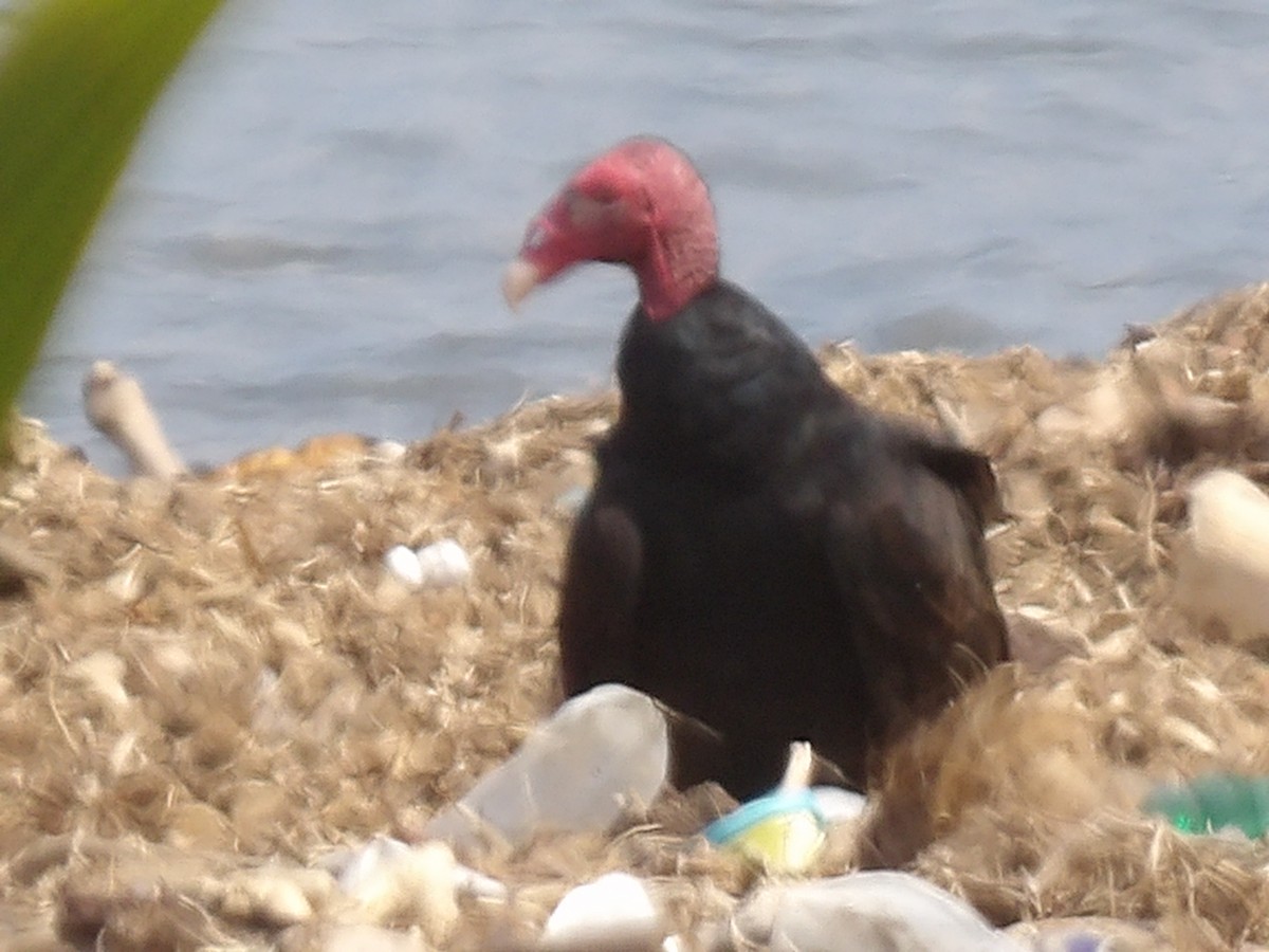 Turkey Vulture - ML646710140