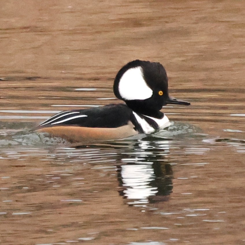 Hooded Merganser - ML646710141