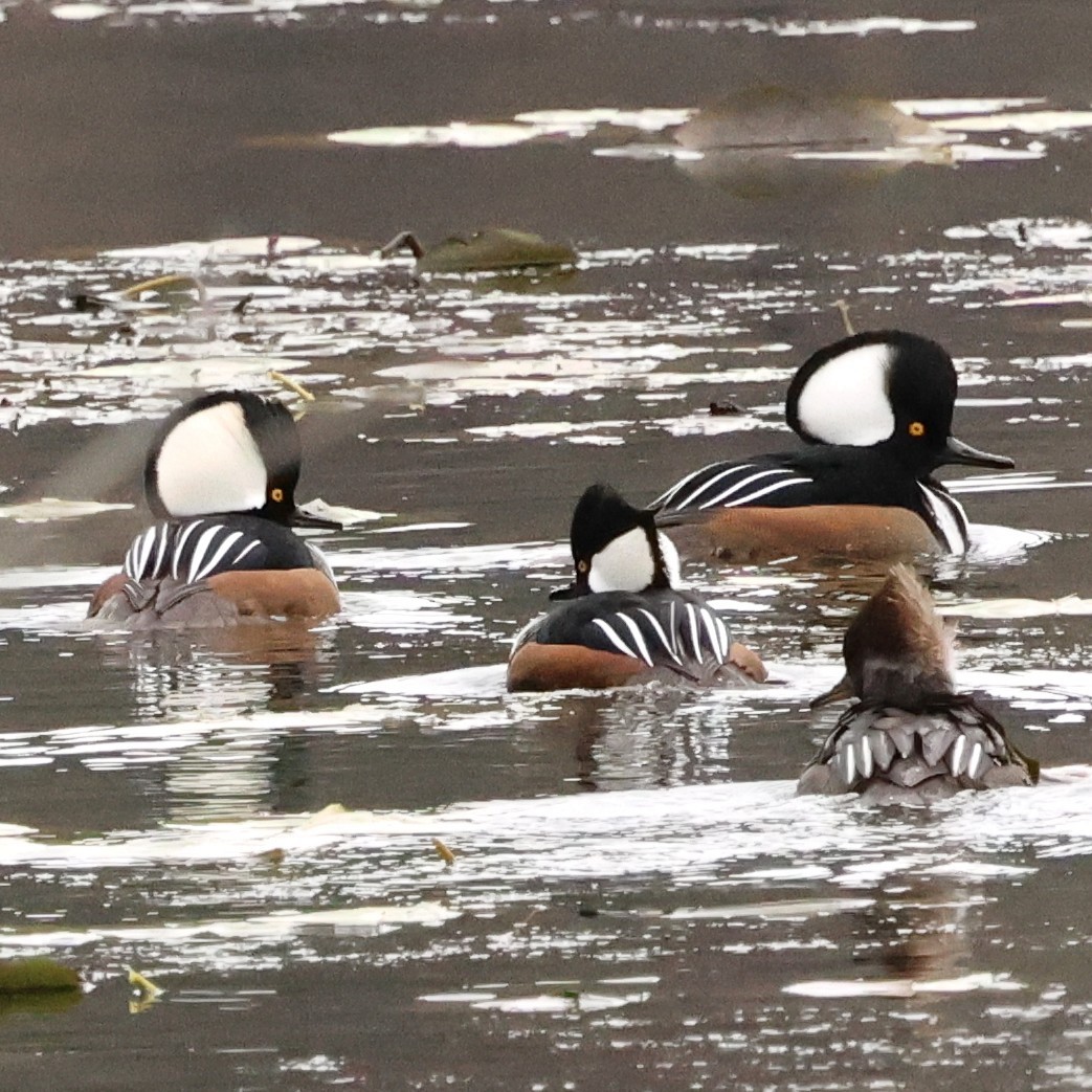 Hooded Merganser - ML646710142