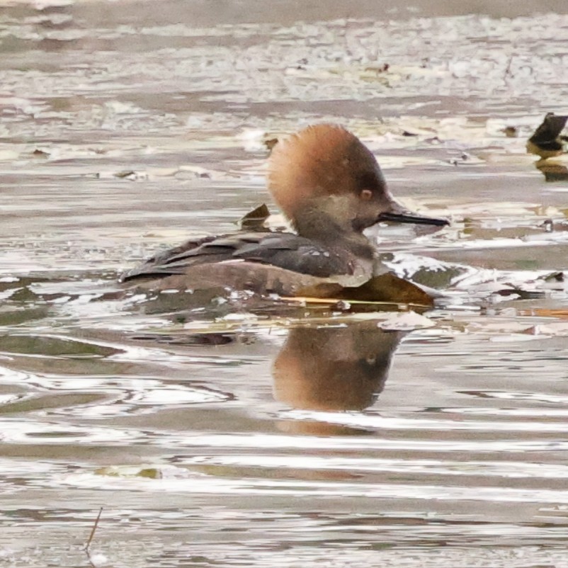Hooded Merganser - ML646710143