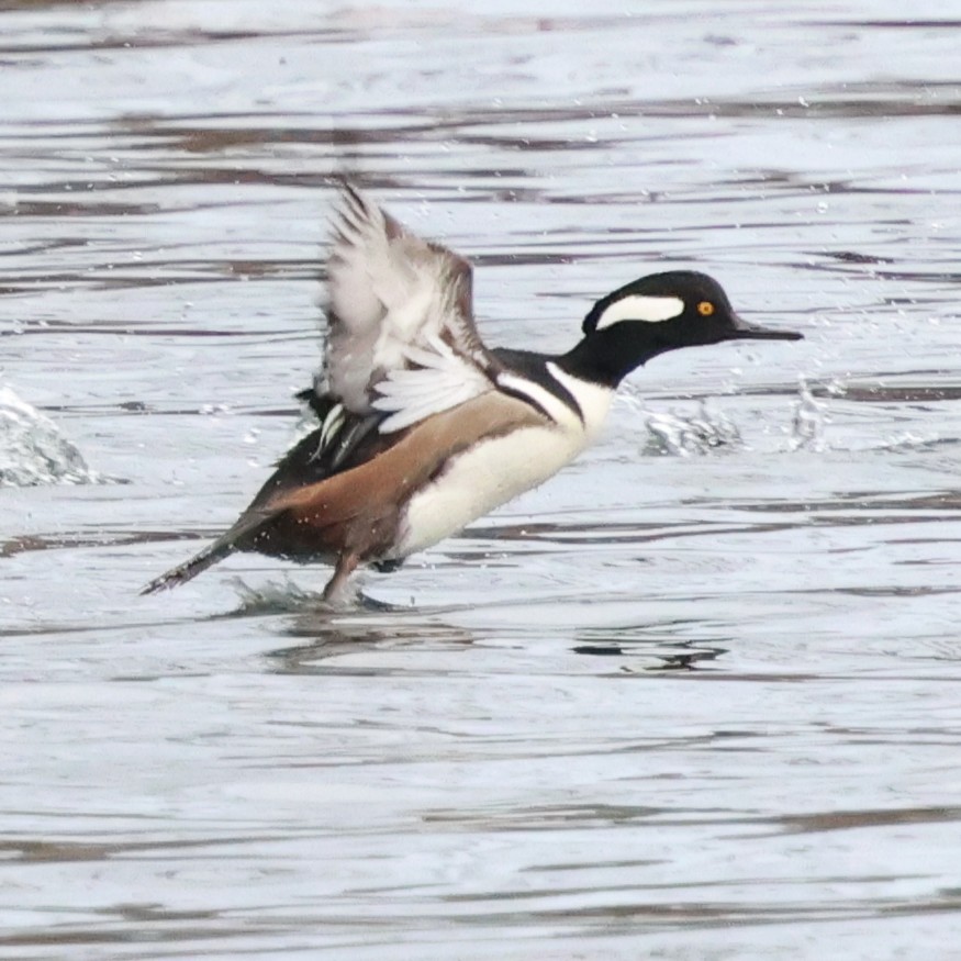 Hooded Merganser - ML646710144