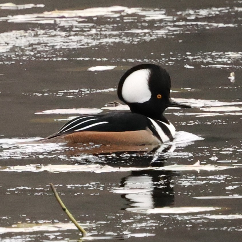Hooded Merganser - ML646710145