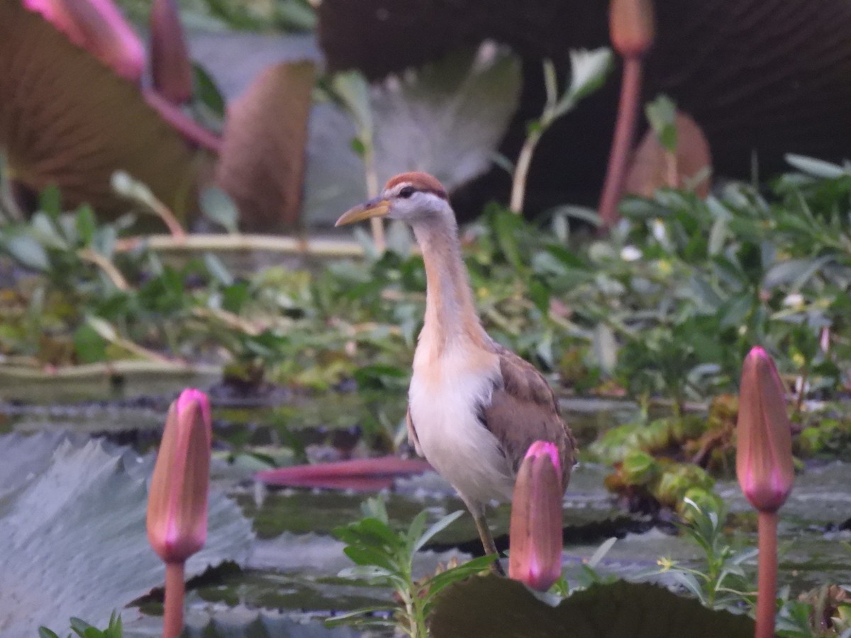 Jacana Bronceada - ML646710147