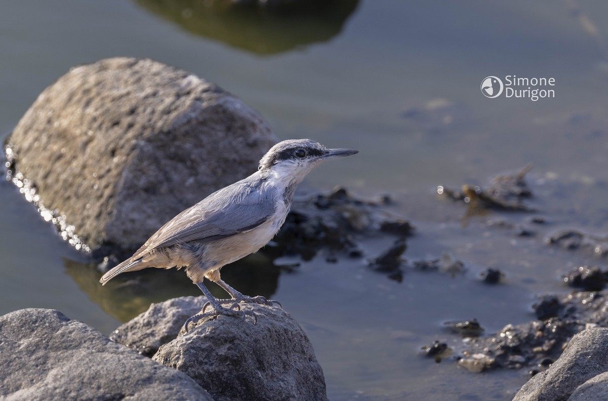 Western Rock Nuthatch - ML646710152