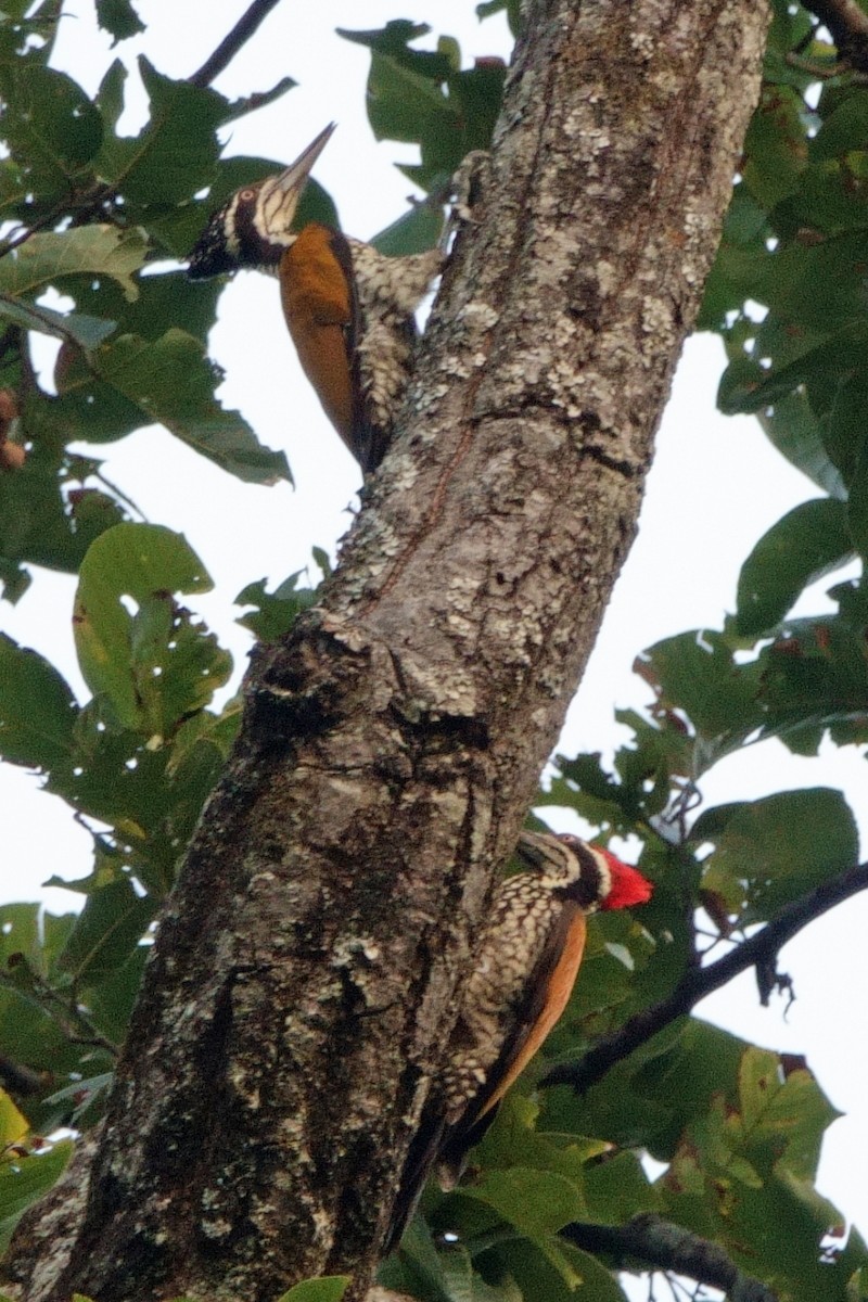 Дзьобак індокитайський - ML646710156