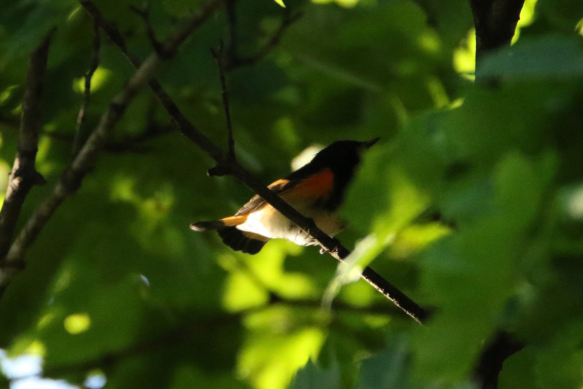 American Redstart - ML646710158