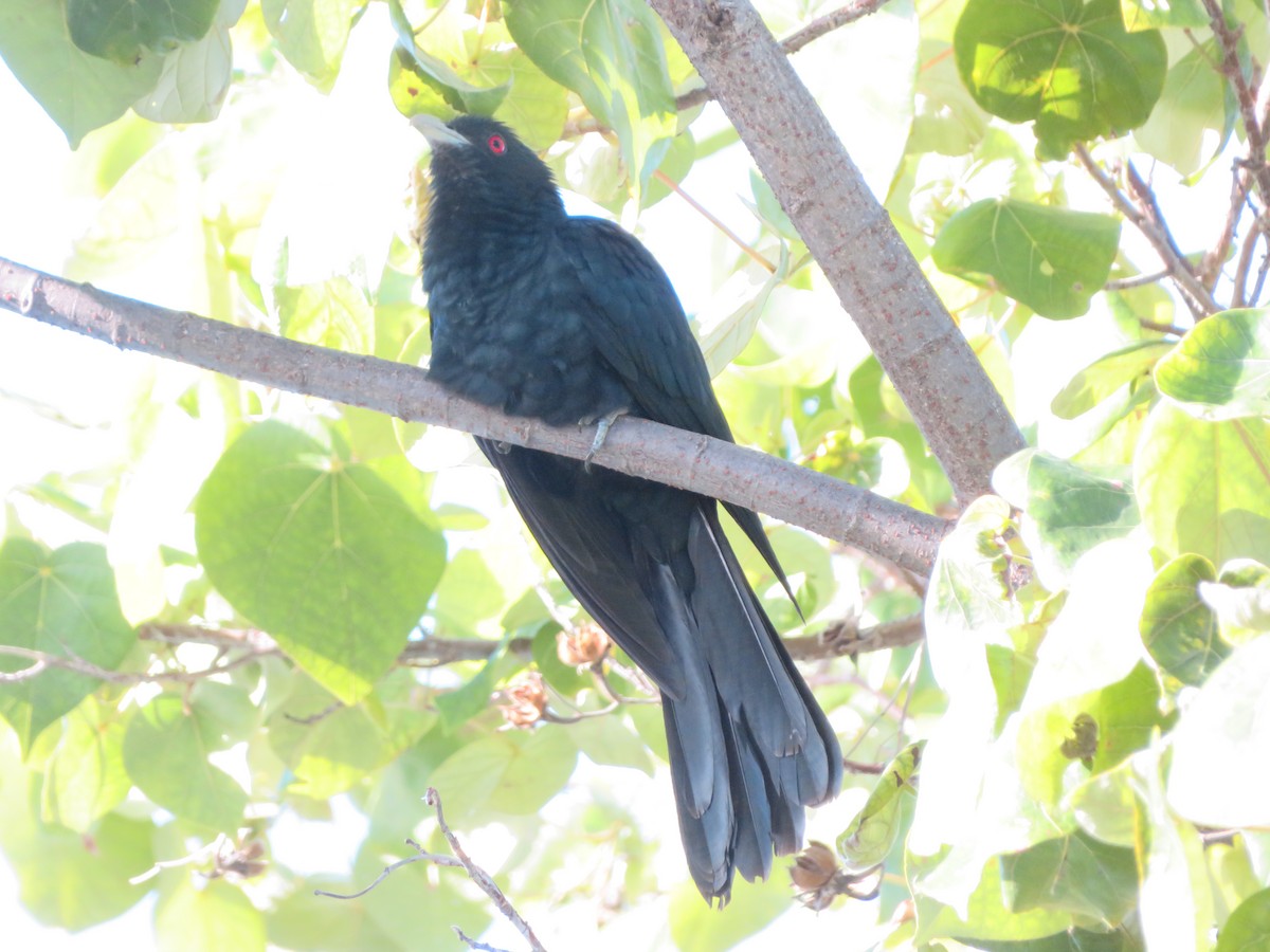 Asian Koel - ML646710160