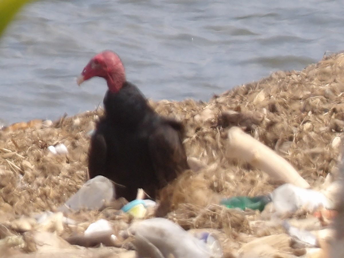 Turkey Vulture - ML646710161
