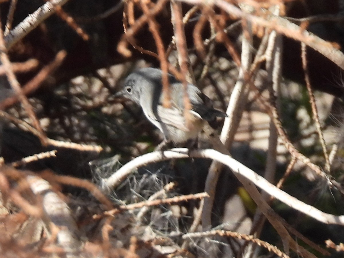 Black-tailed Gnatcatcher - ML646710162