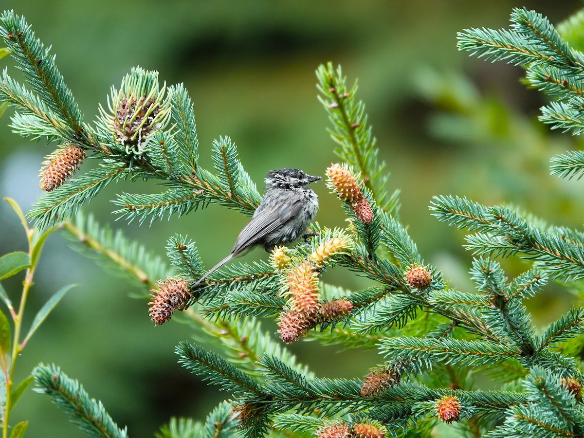 Mountain Chickadee - ML646710164