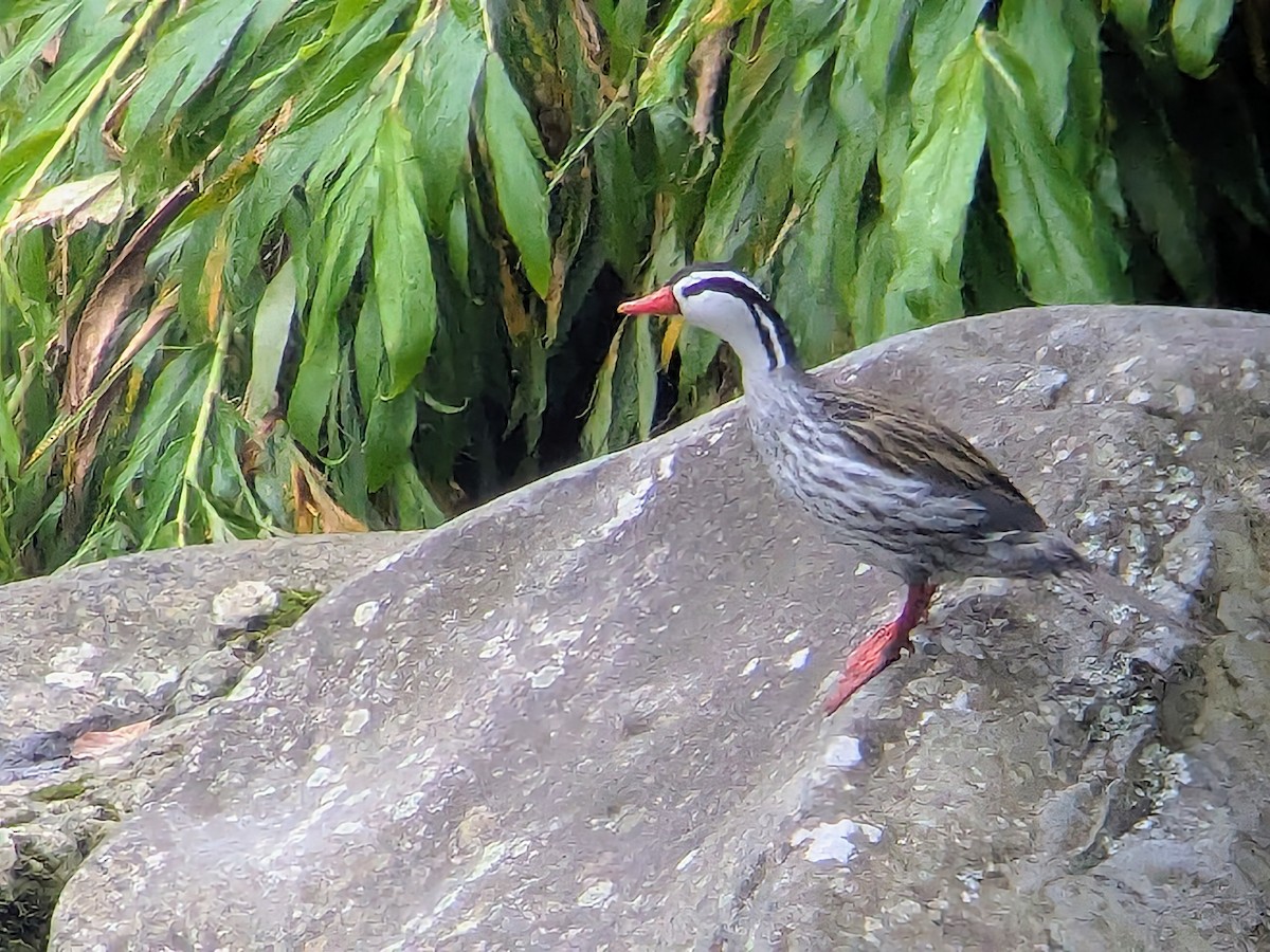 ヤマガモ - ML646710165