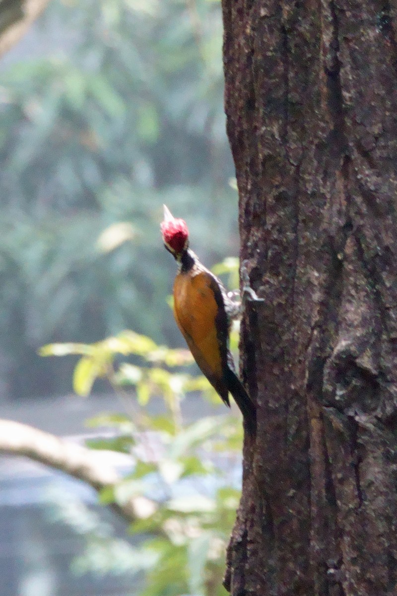 Дзьобак індокитайський - ML646710167