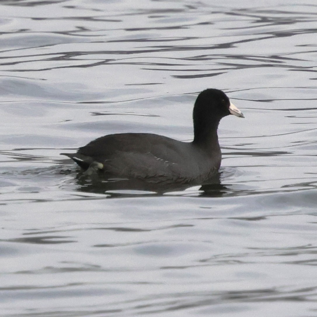 American Coot - ML646710168