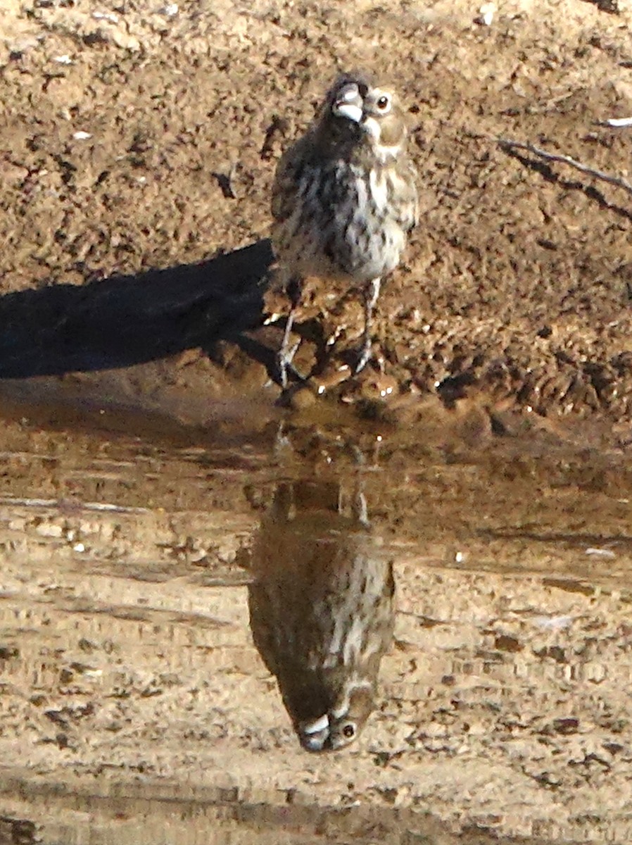 Lark Bunting - ML646710170