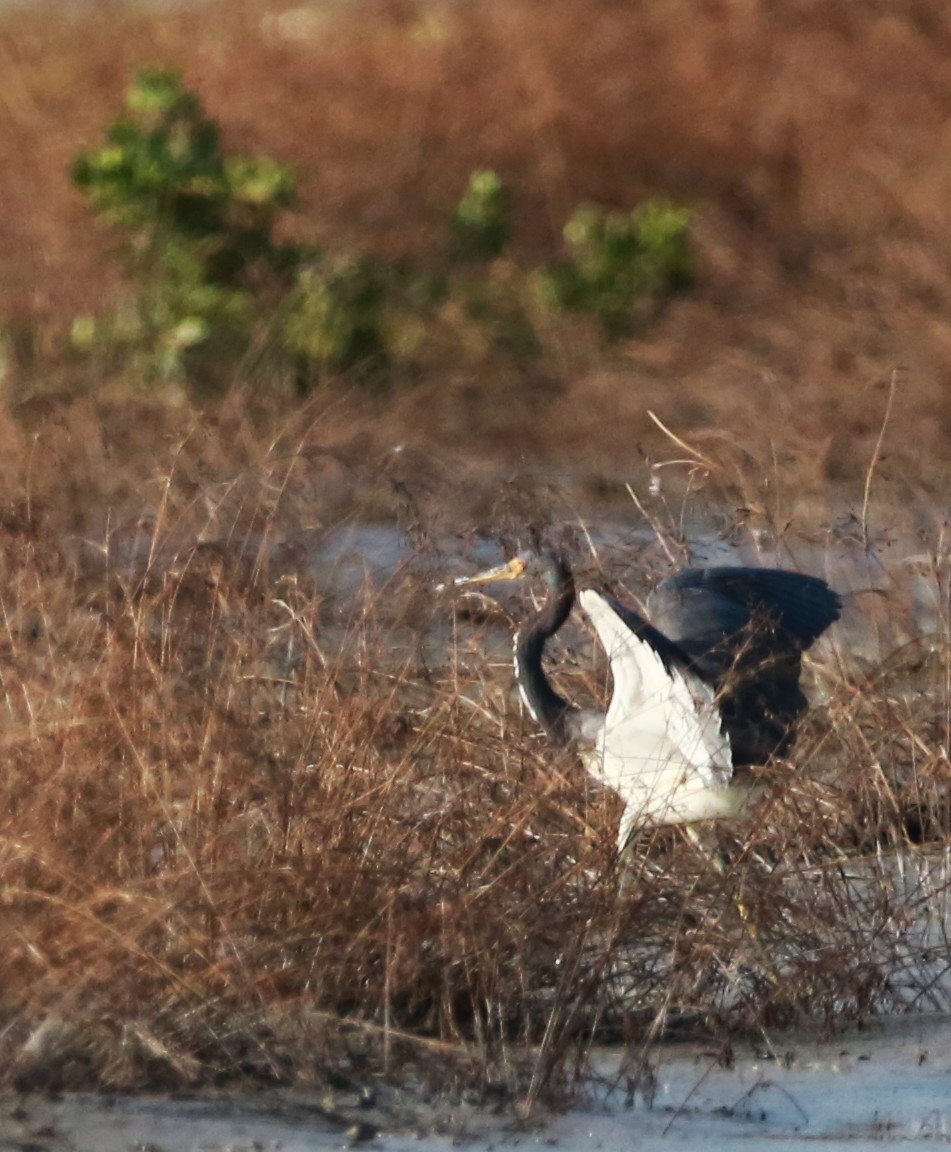 Tricolored Heron - ML646710171
