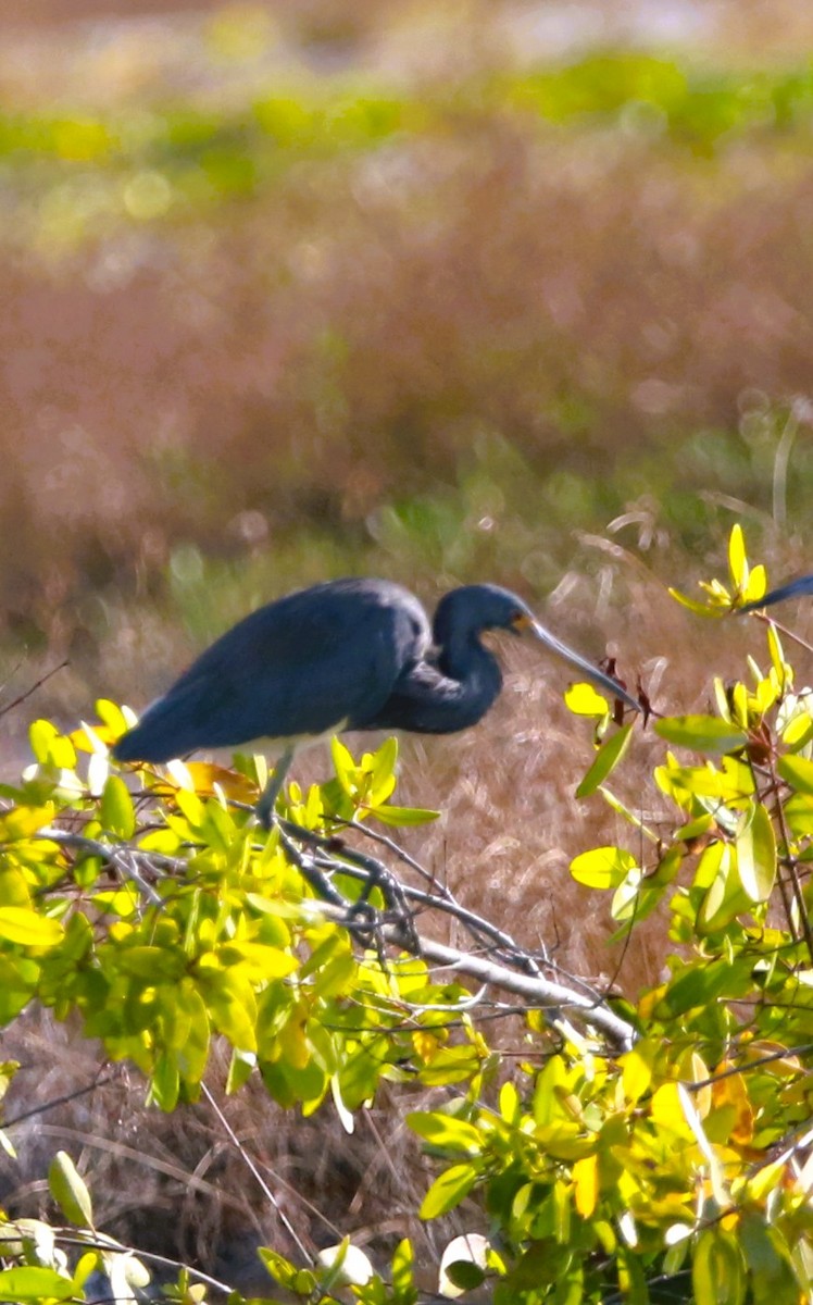 Tricolored Heron - ML646710172