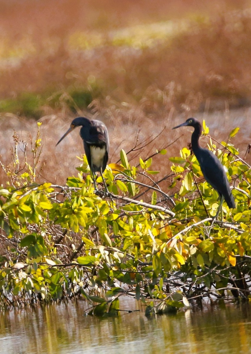 Tricolored Heron - ML646710173