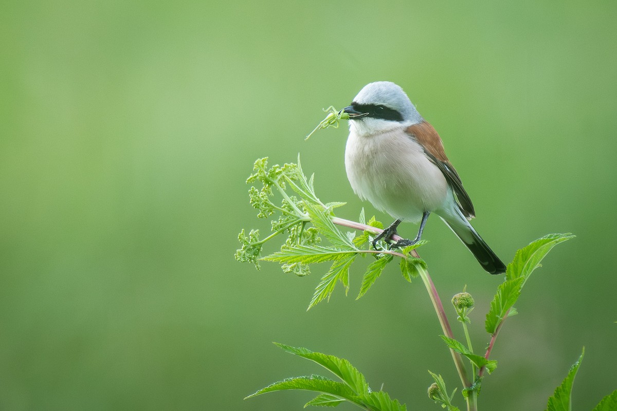 Улбар нуруут дунхай - ML646710174