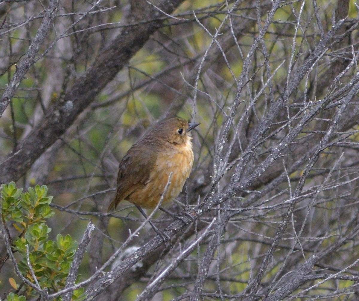 Tawny Antpitta - ML646710175