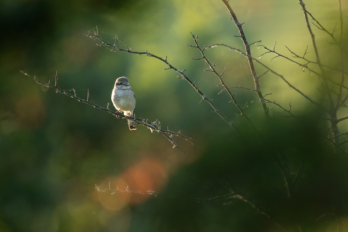 Улбар нуруут дунхай - ML646710176