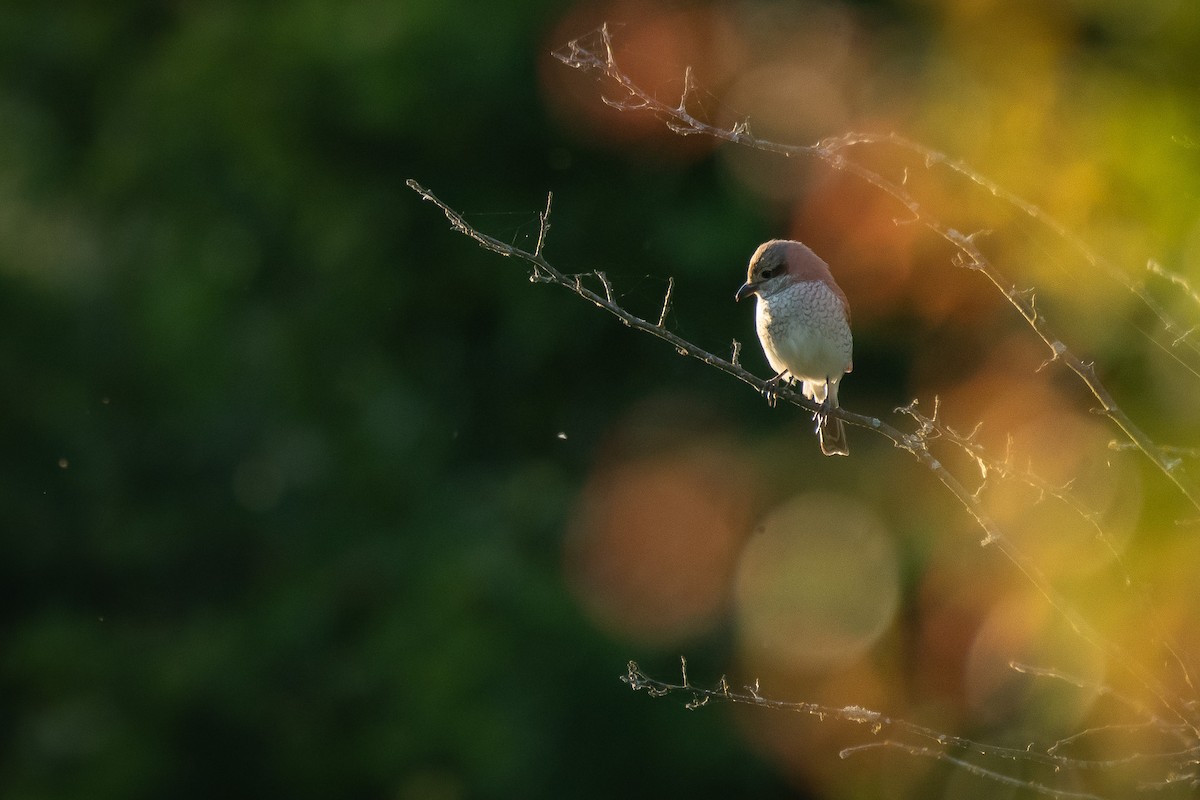 Улбар нуруут дунхай - ML646710177