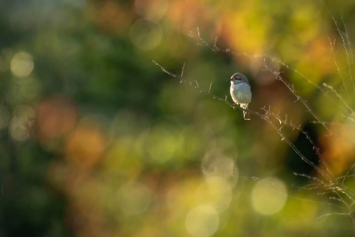 Улбар нуруут дунхай - ML646710178