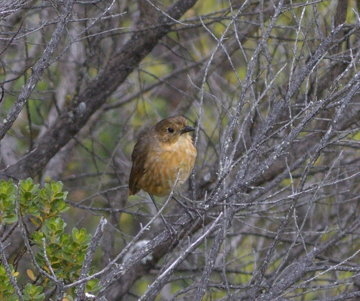 Tawny Antpitta - ML646710179