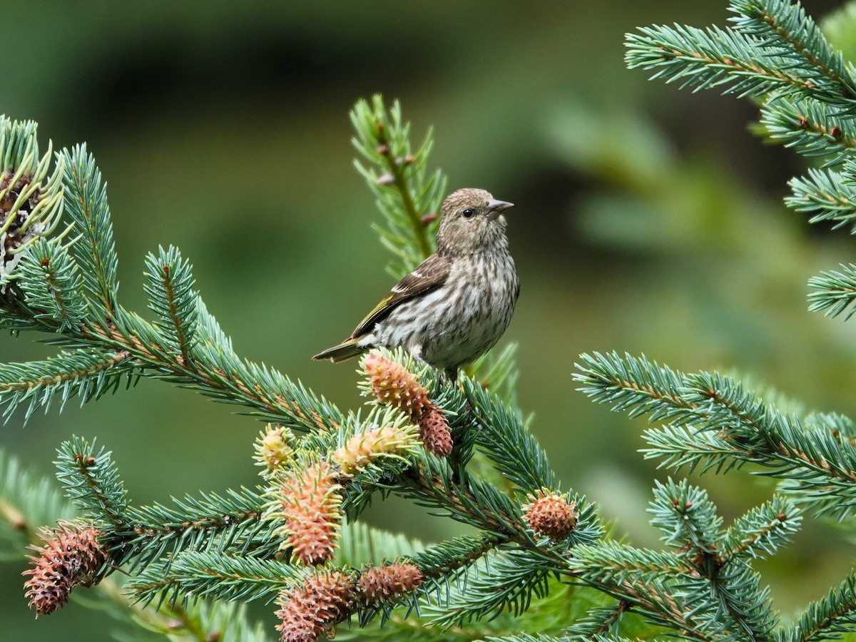 Pine Siskin - ML646710182