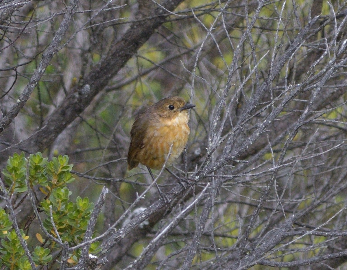 Tawny Antpitta - ML646710190