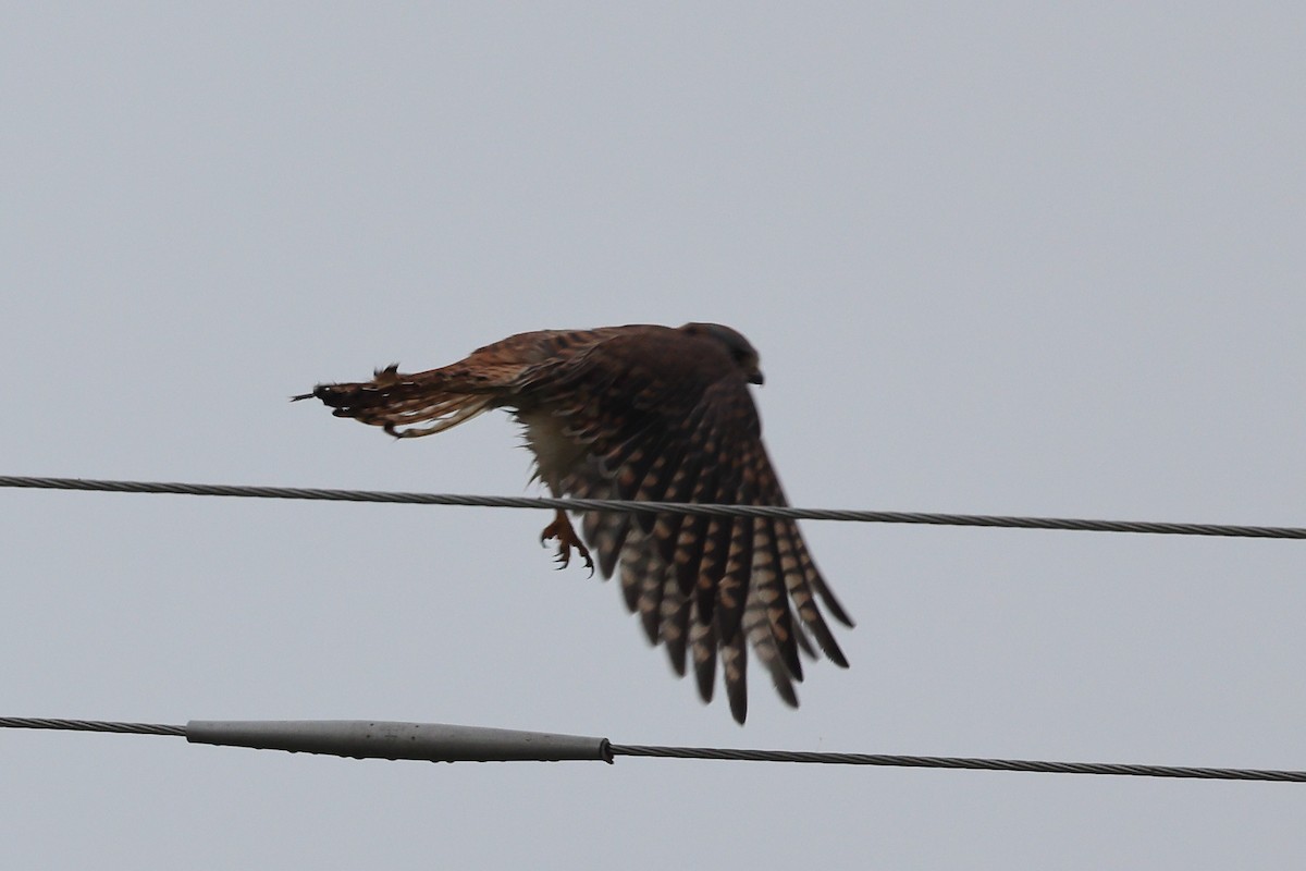 Воробьиная пустельга - ML646710192