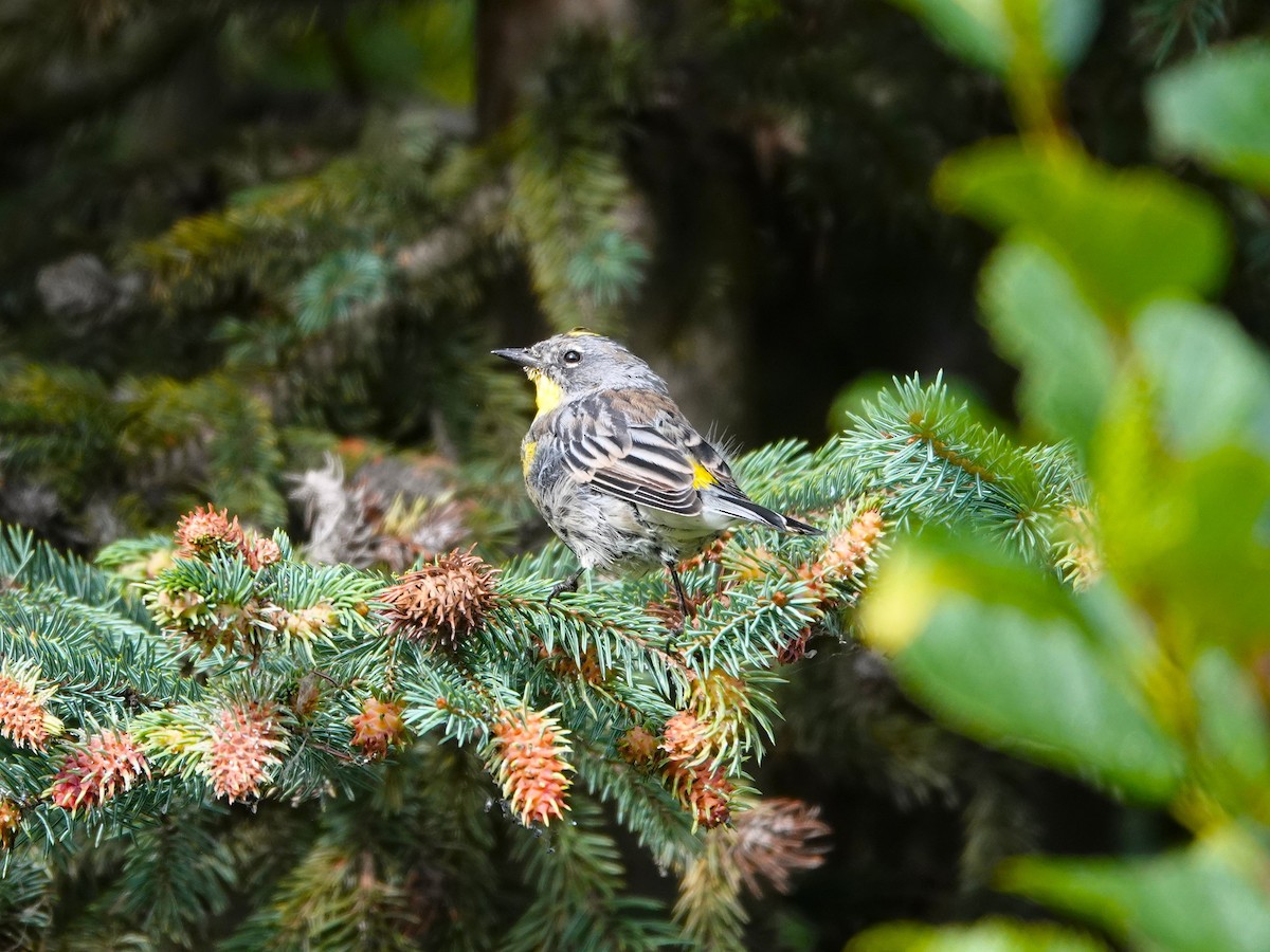 Yellow-rumped Warbler - ML646710195