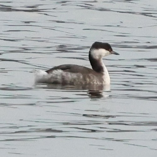 Horned Grebe - ML646710196