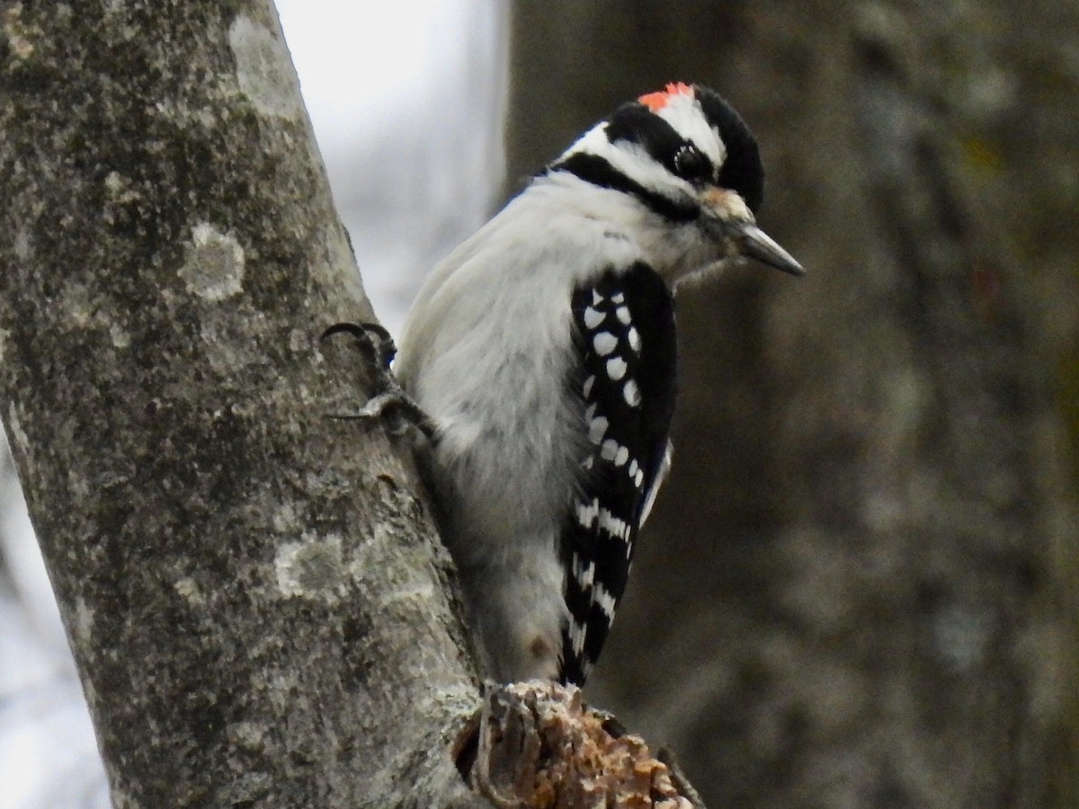 hårspett - ML646710210