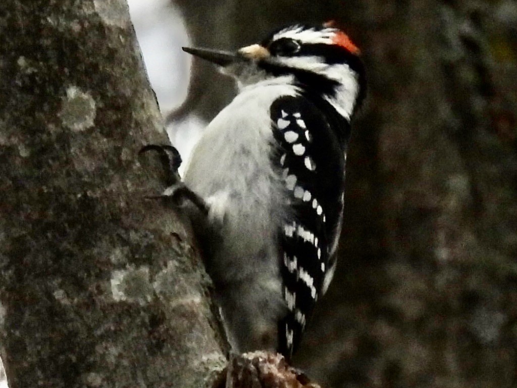 hårspett - ML646710211