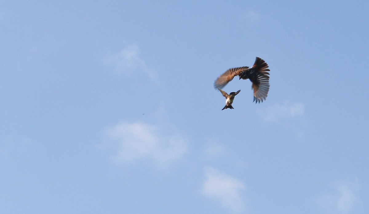 Streaked Flycatcher - ML646710212