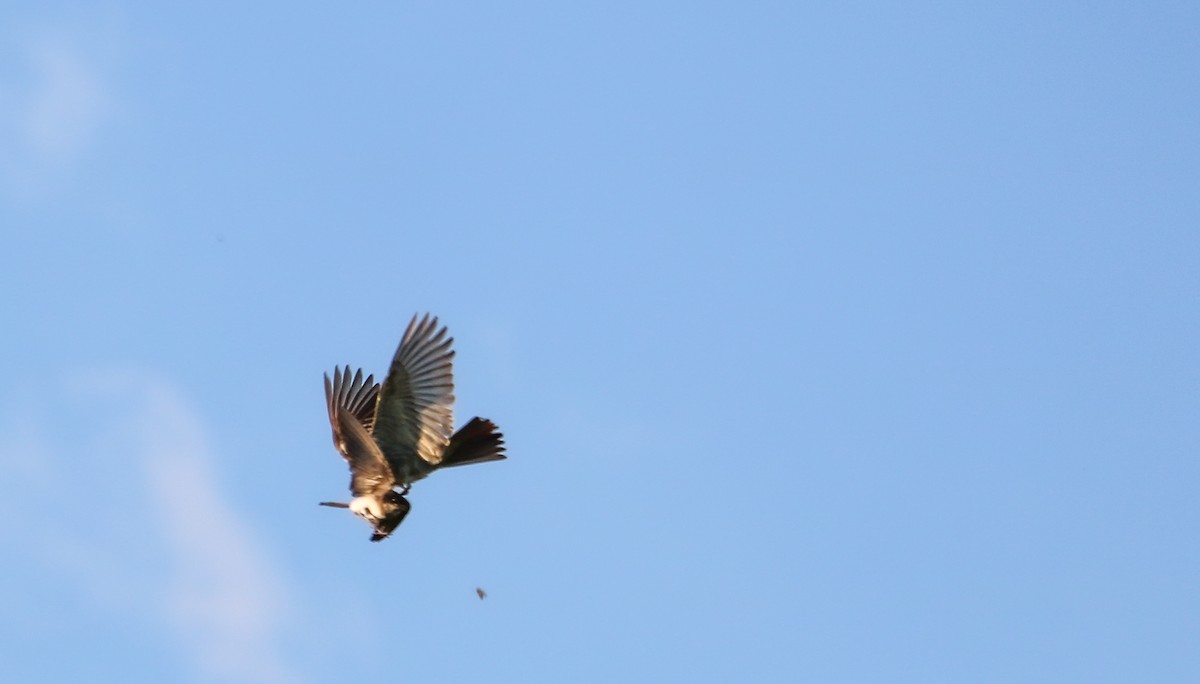Streaked Flycatcher - ML646710213