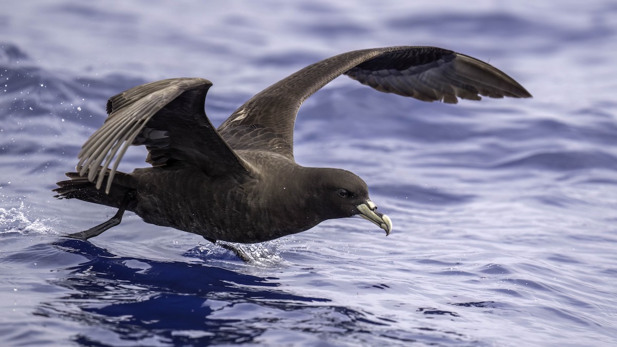 Beyaz Gıdılı Yelkovan - ML646710215